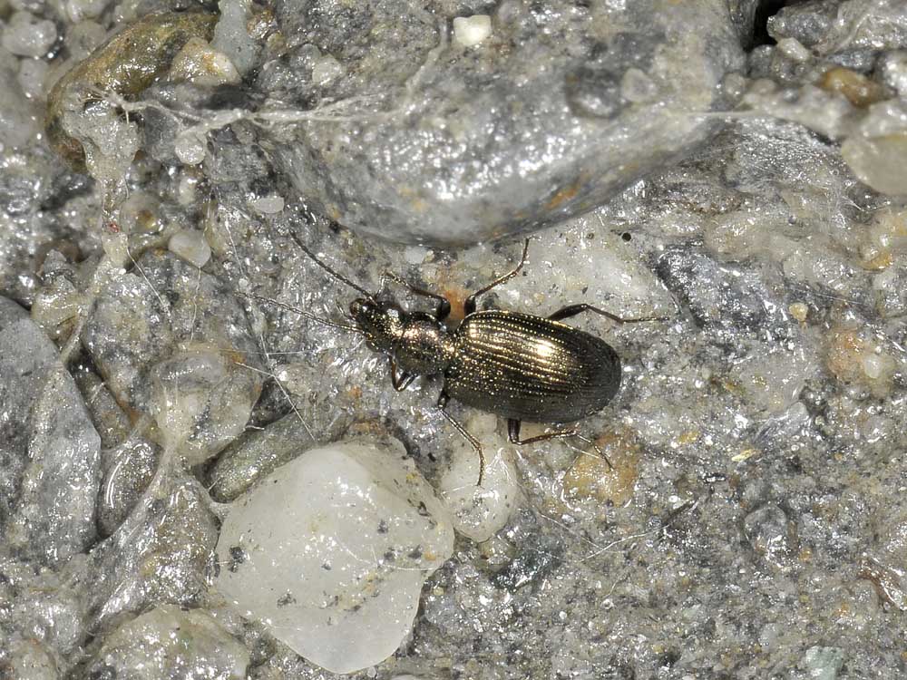 Bembidion punctulatum, o meglio Princidium